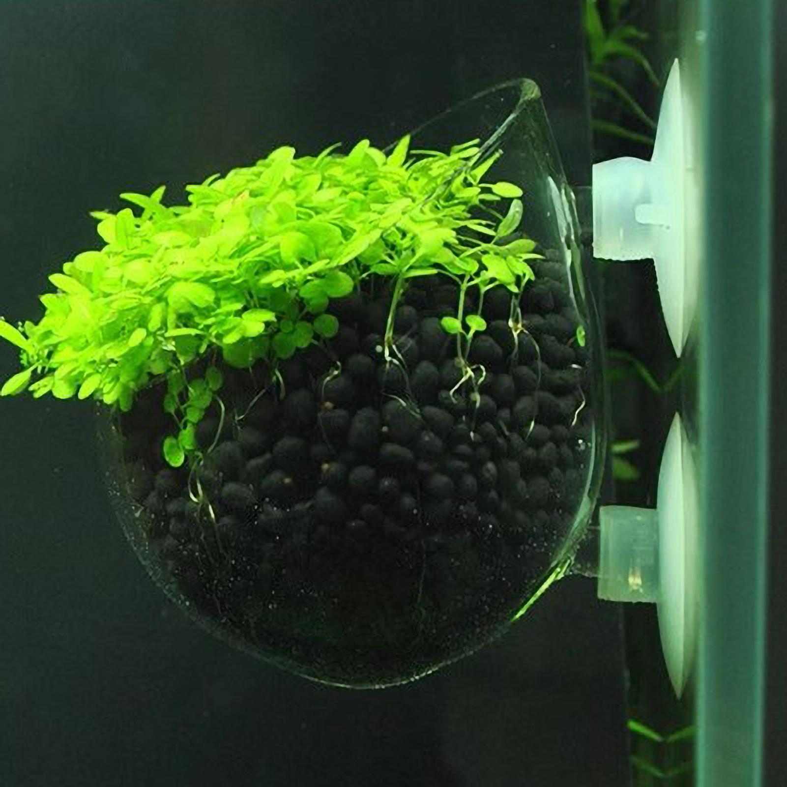 Aquarium Plant Holder Glass Aq - Planted Aquarium Aquascape ulasan dan harga