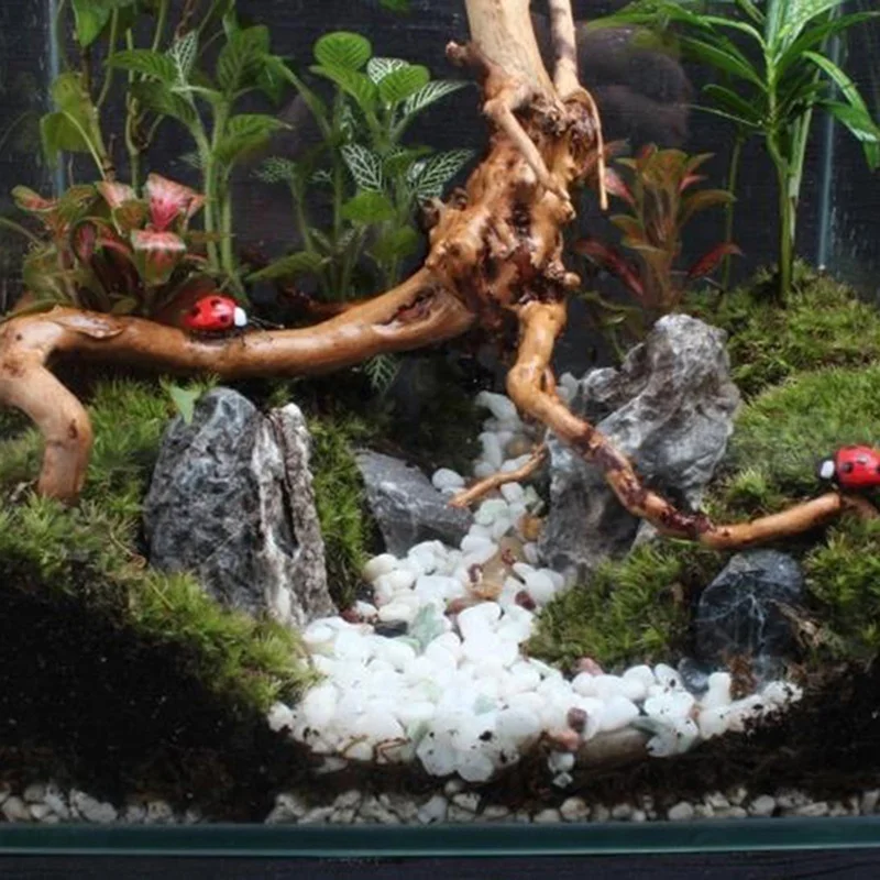 Natural Tree Trunk Driftwood A - Aquarium Plant Root Tabs ulasan dan harga